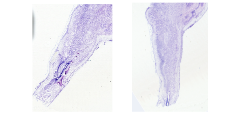 Two side-by-side microscopic images of tissue sections are shown. One image features a purple-stained input sample with distinct structural details, while the other displays a retrieved tissue sample that closely resembles it in staining and shape, illustrating image-to-image retrieval.
